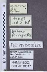 Etikette zu Ampedus nemoralis (NHMW-ZOO-COL-0010517)